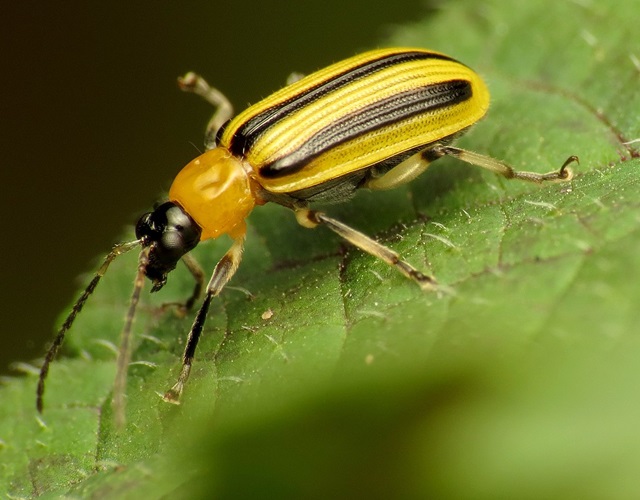 Striped Cucumber Beetle